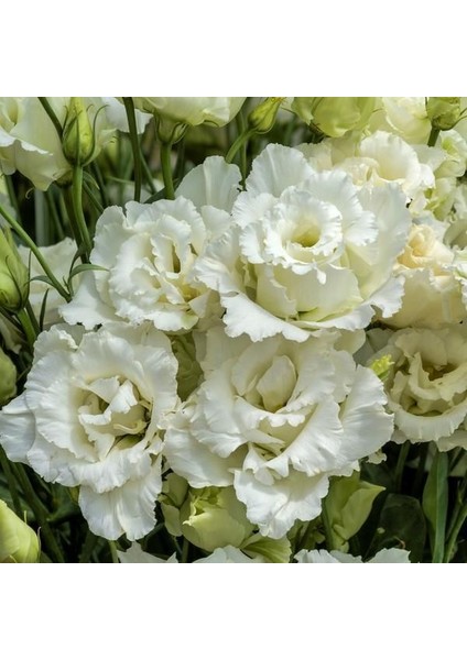 Tacirdepoticaret Kokulu Katmerli F1 White Lisianthus Çiçeği Tohumu(5 Tohum)