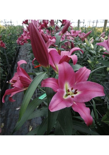 Tacirdepoticaret Hoş Kokulu Adelante Zambak Soğanı (2 Adet)