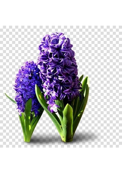 Tacirdepoticaret Atlantic Kristalim Yoğun Kokulu Sümbül Soğanı (3 Adet)