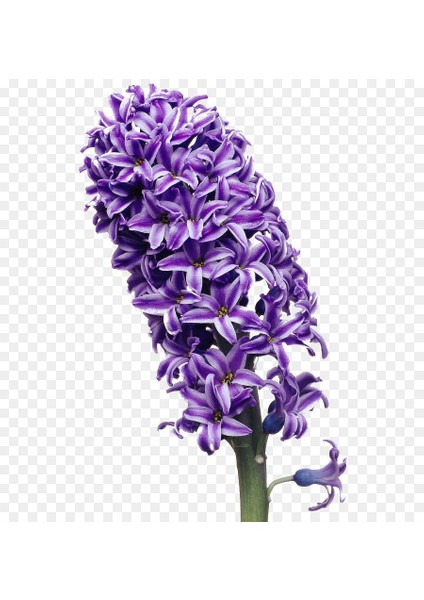 Tacirdepoticaret Atlantic Kristalim Yoğun Kokulu Sümbül Soğanı (3 Adet) fiyatları