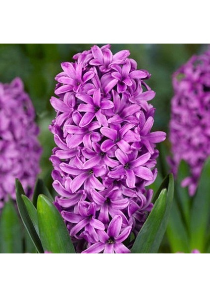 Tacirdepoticaret Purple Morum Star Yoğun Kokulu Sümbül Soğanı (3 Adet)