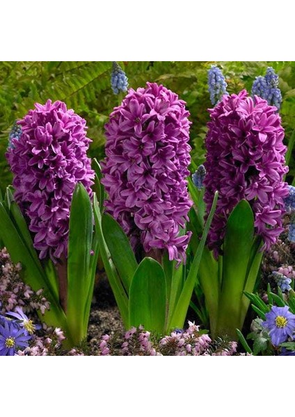 Tacirdepoticaret Purple Morum Star Yoğun Kokulu Sümbül Soğanı (3 Adet) fiyatları