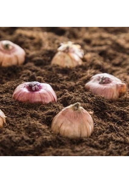 Tacirdepoticaret Kar Beyazı Gladiolus Swan Glayör Çiçeği Soğanı (2 Adet)