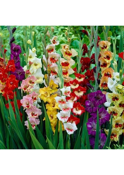 Tacirdepoticaret Mix Gladiolus Swan Karışık Glayör Çiçeği Soğanı (4 Adet)