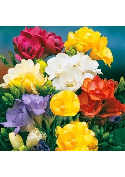 Tacirdepoticaret Karışık Katmerli Frezya Çiçeği Soğanı (5 Adet)