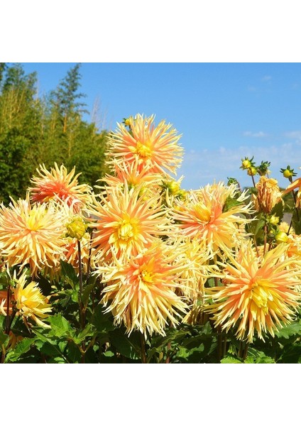 Tacirdepoticaret Orange Champs Elysées Dahlia Yıldız Çiçeği Yumrusu (1 Adet)