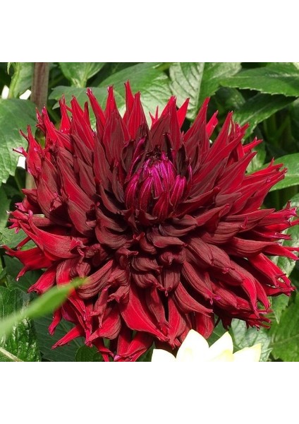 Tacirdepoticaret Red Kenora Mackob B Dahlia Yıldız Çiçeği Yumrusu (1 Adet)