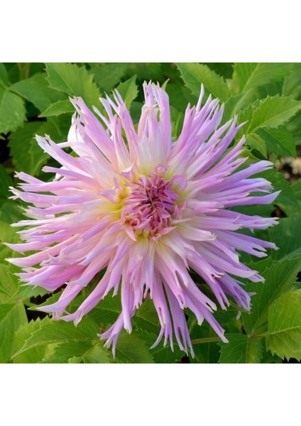 Tacirdepoticaret Pink Eurydice Dahlia Yıldız Çiçeği Yumrusu (1 Adet)