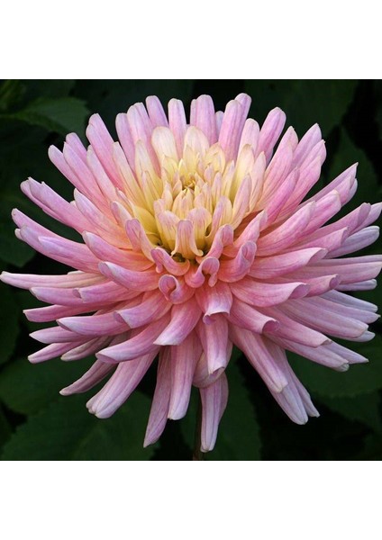 Tacirdepoticaret Hoş Çiçekli Alauna Atalante Dahlia Yıldız Çiçeği Yumrusu (1 Adet)