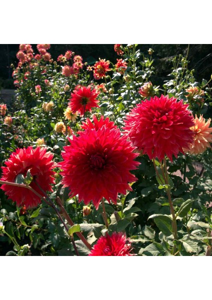 Tacirdepoticaret Kırmızı Alauna Double Jeu Dahlia Yıldız Çiçeği Yumrusu (1 Adet)