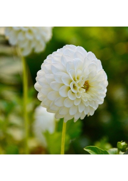 Tacirdepoticaret Kar Topu White Lace Dahlia Yıldız Çiçeği Yumrusu (1 Adet )