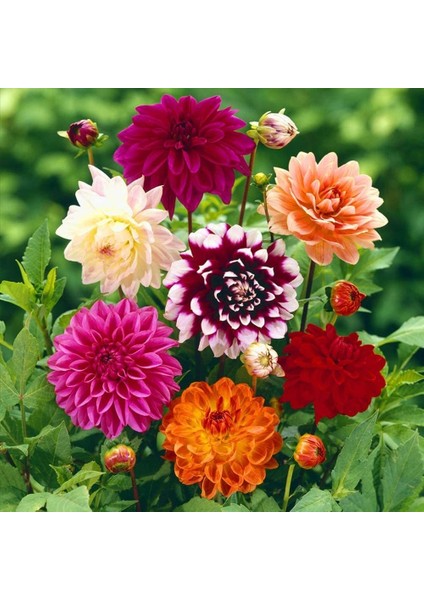 Tacirdepoticaret Karışık Dahlia Yıldız Çiçeği Yumrusu (5 Adet)
