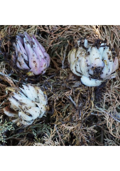 Tacirdepoticaret Güzel Kokulu Diamond Pembe Zambak Soğanı (2 Adet) fiyatları