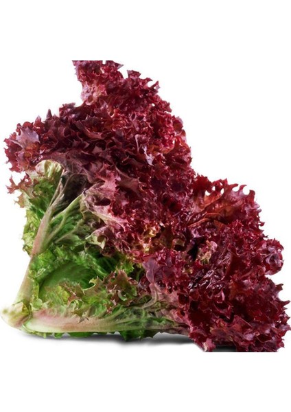 Tacirdepoticaret Kırmızı Marul Fidesi (5 Adet)