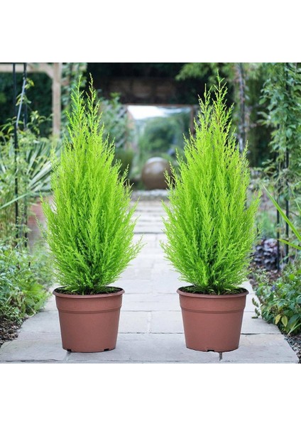 Tacirdepoticaret Tüplü Limoni Servi (Cupressus Macrocarpa) FIDANI(100 Adet 20-40 Cm)