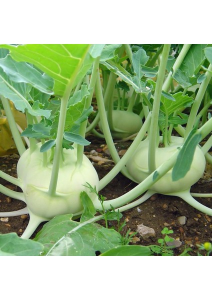 Tacirdepoticaret Doğal Yeşil Kohlrabi (Alabaş) Tohumu (20 Tohum)