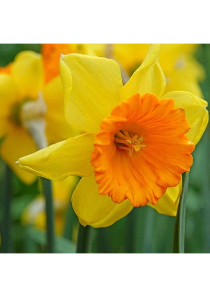 Tacirdepoticaret Love Day Sun Nergis Soğanı (5 Adet)