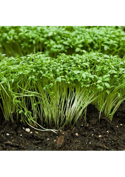 Bahçe Teresi(Garden Cress) TOHUMU(100 Tohum)