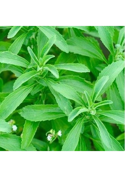 Tacirdepoticaret Stevia Şeker Otu Tohumu (40 Tohum)
