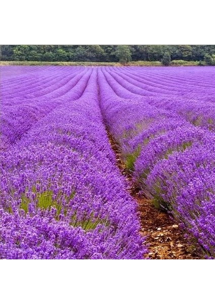 Tacirdepoticaret Lavandula Angustifolia Lavanta Çiçeği TOHUMU(25000 Tohum)