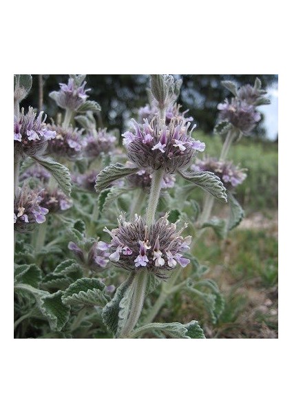 Tacirdepoticaret Horehound Marrubium Vulgare Bitkisi Tohumu (100 Tohum)