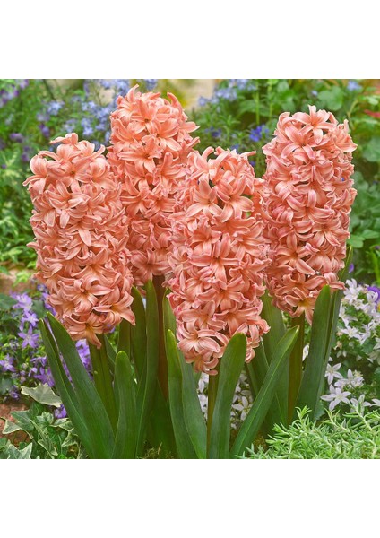 Tacirdepoticaret Apricot Passion (Kayısı Rengi) Yoğun Kokulu Sümbül Soğanı (3 Adet)