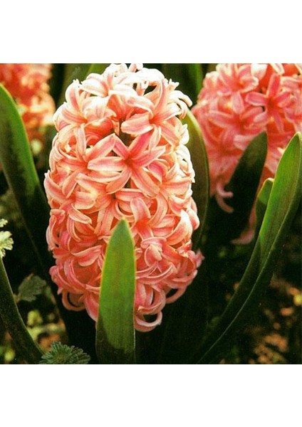 Tacirdepoticaret Apricot Passion (Kayısı Rengi) Yoğun Kokulu Sümbül Soğanı (3 Adet) fiyatları