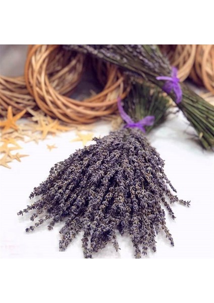 Tacirdepoticaret Lavandula Angustifolia Lavanta Çiçeği TOHUMU(100 Adet)