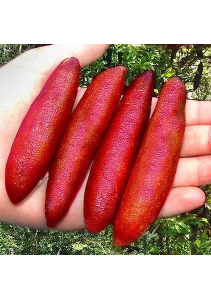 Tacirdepoticaret Tüplü Havyar Red Champagne Finger Lime Fidanı(Meyve Verme Yaşında)
