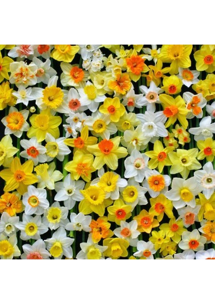 Tacirdepoticaret Karışık Renkli Nergis Soğanı (5 Adet)