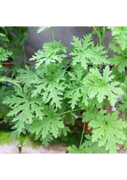 Tacirdepoticaret Tüplü Hoş Kokulu Itır Fidanı (Mini Boy)