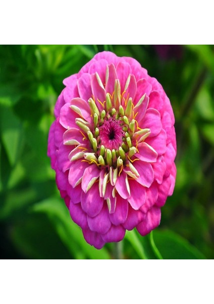 Tacirdepoticaret Pink Zinnia Kirli Hanım Çiçeği Tohumu -40 Adet