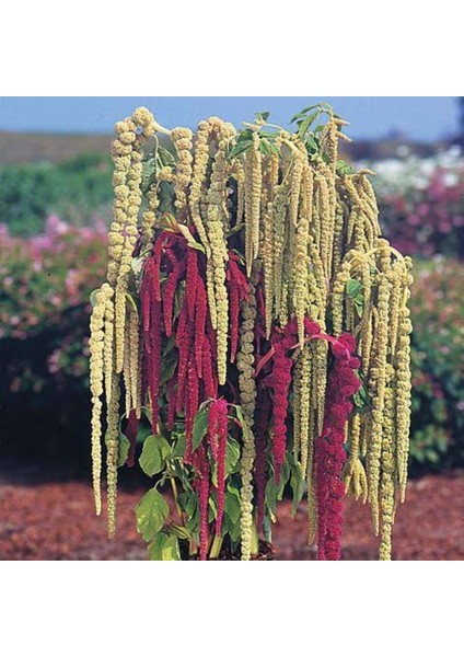 Amaranthus Caudatus Horoz Ibiği Çiçeği Tohumu -50 Adet