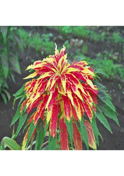 Tacirdepoticaret Üç Renkli Yusuf Hırkası Tohumu -50 Tohum