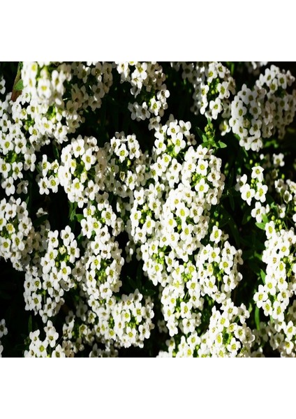 Tacirdepoticaret Alyssum Artvinense Kuduz Otu Tohumu -400 Tohum