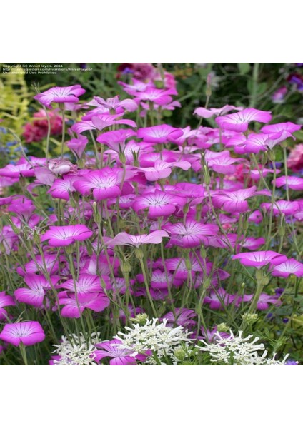 Tacirdepoticaret Lila Karamuk Buğday Çiçeği Tohumu -25 Tohum