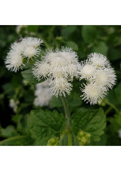 Tacirdepoticaret Beyaz Çiçekli Vapur Dumanı Çiçeği Tohumu -50 Tohum