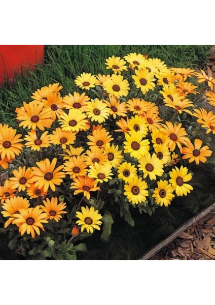 Osteospermum Afrika Papatyası Çiçeği Tohumu -30TOHUM