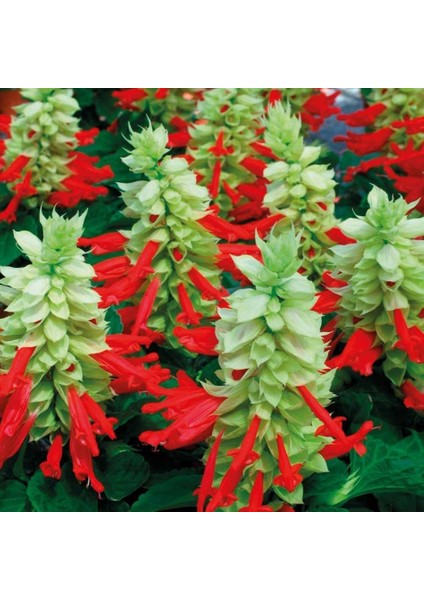 Tacirdepoticaret Salvia Splendensı Ateş Çiçeği Tohumu -25 Tohum