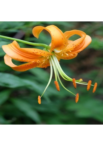 Tacirdepoticaret Vahşi Kaplan Zambağı Çiçeği Tohumu -10 Tohum