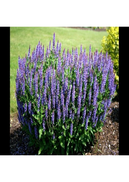 Tacirdepoticaret Salvia Sage Nemorosa Adaçayı Çiçeği Tohumu -100 Tohum