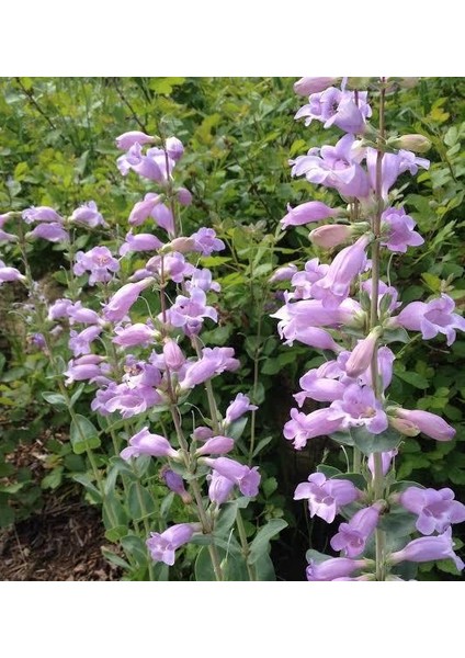 Tacirdepoticaret Sweet Lady Penstemon Sakallı Dil Çiçeği Tohumu -50 Tohum