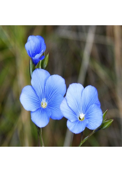 Tacirdepoticaret Linum Açık Mavi Ipek Keten Çiçeği Tohumu -200 Tohum