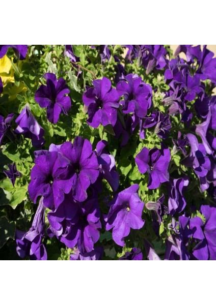 Tacirdepoticaret Ihtişamlı Eflatun Petunya (Petunia) Çiçeği Tohumu -800 Adet