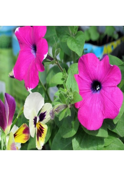 Tacirdepoticaret Mor Petunya (Petunia) Çiçeği Tohumu -100 Adet