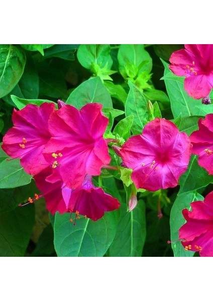 Tacirdepoticaret Pembe Akşam Sefası Çiçeği Tohumu -20 Adet