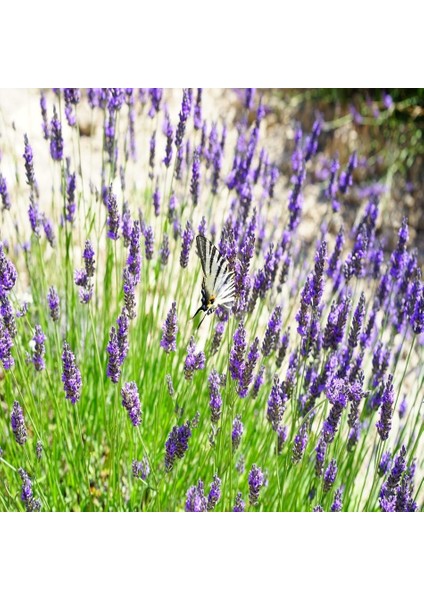 Tacirdepoticaret Lavanta English Lavender Çiçeği Tohumu -90 Tohum