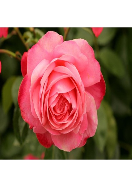 Tacirdepoticaret Tüplü Rosanna Büyük Goncalı Pembe Gül Fidanı