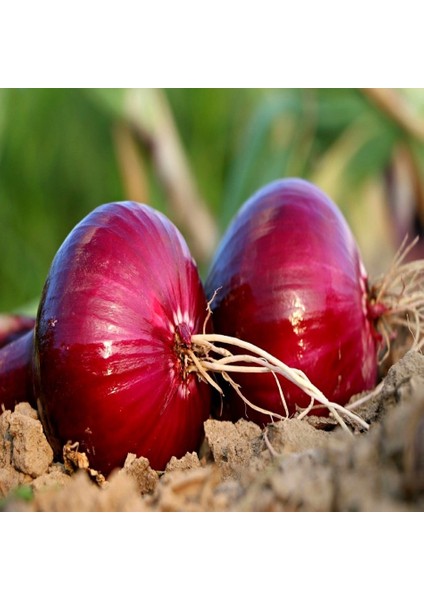 Tacirdepoticaret Kırmızı Grano Soğan Tohumu -45 Tohum