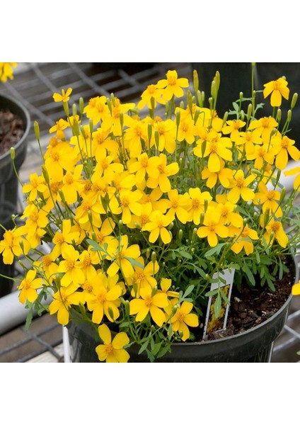 Tacirdepoticaret Tagetes Lucida Nane Tohumu -25 Tohum
